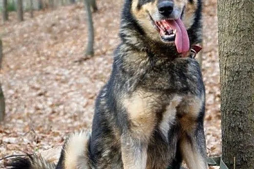 Tosia, sunia mieszaniec husky szuka domu,  śląskie