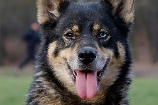 Tosia, sunia mieszaniec husky szuka domu,  śląskie