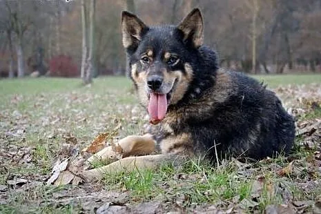 Tosia, sunia mieszaniec husky szuka domu,  śląskie