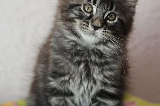 WESOŁY RODOWODOWY KOCUREK MAINE COON ,  łódzkie Ko
