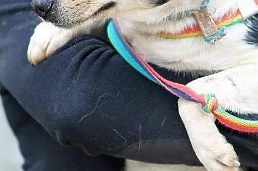 POPPY na ratunek malutkiej młodziutkiej suni! BARD