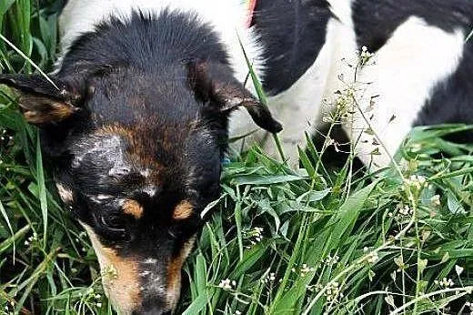 POPPY na ratunek malutkiej młodziutkiej suni! BARD