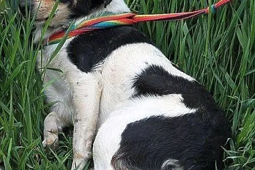 POPPY na ratunek malutkiej młodziutkiej suni! BARD