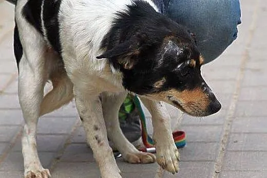 POPPY na ratunek malutkiej młodziutkiej suni! BARD