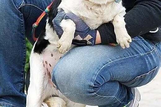 POPPY na ratunek malutkiej młodziutkiej suni! BARD