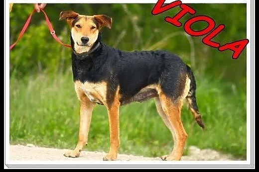 Idealna ,łagodna,wesoła,średnia suczka Nesca .ADOP