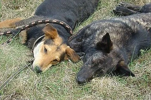 Idealna ,łagodna,wesoła,średnia suczka Nesca .ADOP
