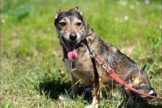 Mimmi - niewielka ślicznotka wilczastej maści :)