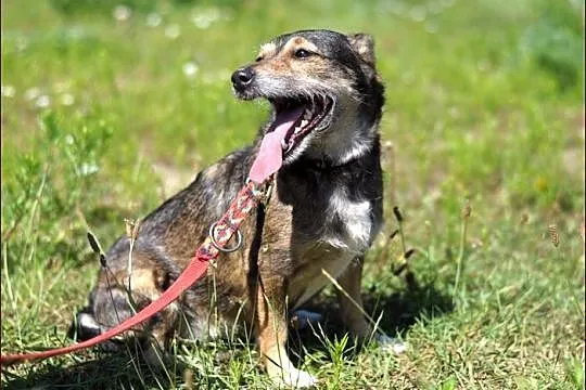 Mimmi - niewielka ślicznotka wilczastej maści :)