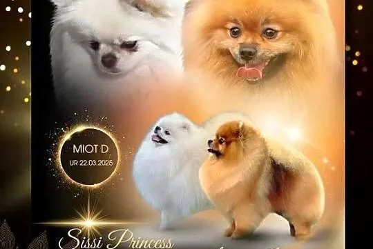 Pomeranian Boy Miś, Dolnośląskie, Wrocław