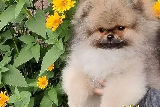 Pomeranian Boy Miś, Dolnośląskie, Wrocław