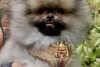 Pomeranian Boy Miś, Dolnośląskie, Wrocław