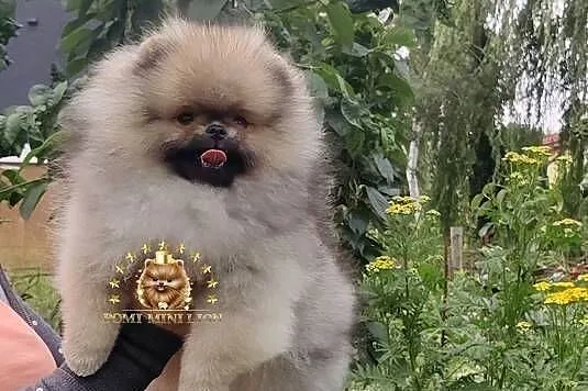 Pomeranian Boy Miś, Dolnośląskie, Wrocław