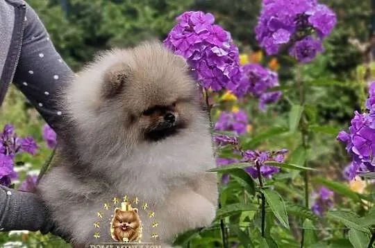Pomeranian Boy Miś, Dolnośląskie, Wrocław