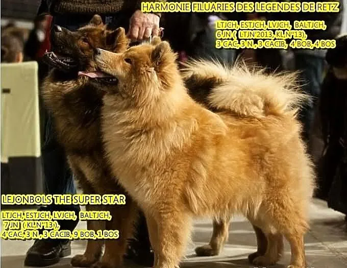 Eurasier szpic
