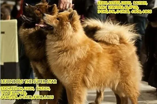 Eurasier szpic
