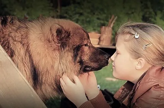 Eurasier szpic