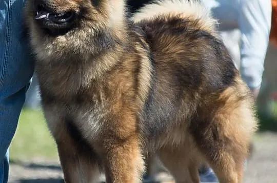 Eurasier szpic
