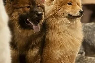 Eurasier szpic