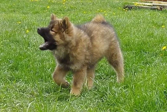 Eurasier szpic