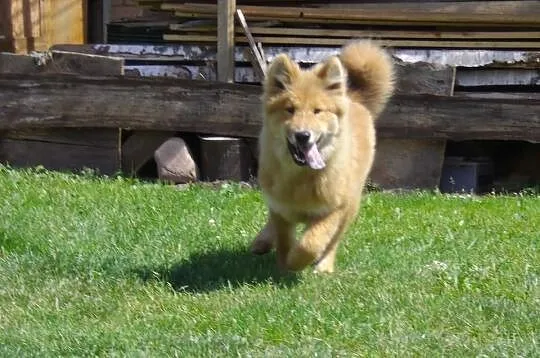 Eurasier szpic