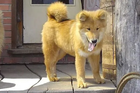 Eurasier szpic