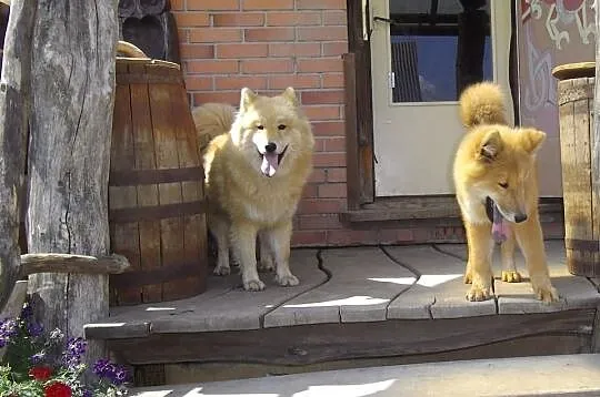 Eurasier szpic