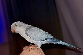 Mnicha nizinna - oswojona, ręcznie karmiona