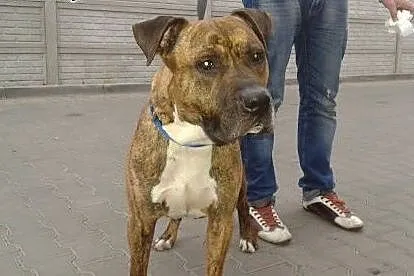 Zeus -uratowany przed uśpieniempilnie szuka domu, 