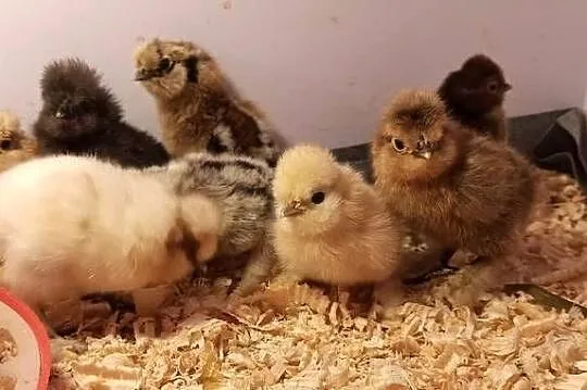 Pisklęta silki