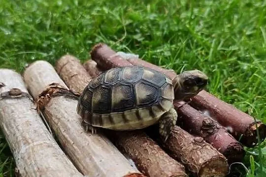 Żółw grecki - Testudo hermanni - młody