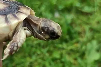 Żółw grecki - Testudo hermanni - młody, Śląskie, Dąbrowa Górnicza