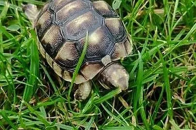 Żółw grecki - Testudo hermanni - młody, Śląskie, Dąbrowa Górnicza