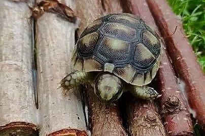 Żółw grecki - Testudo hermanni - młody, Śląskie, Dąbrowa Górnicza