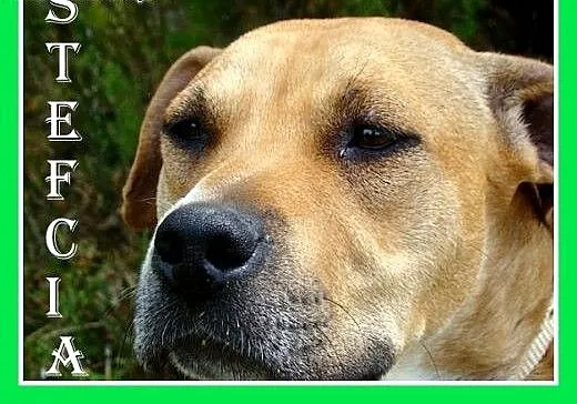 Amstaff mix,łagodna,przyjazna,spokojna suczka STEF