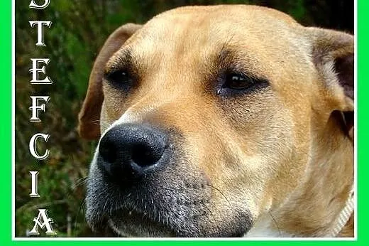 Amstaff mix,łagodna,przyjazna,spokojna suczka STEF