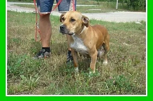 Amstaff mix,łagodna,przyjazna,spokojna suczka STEF