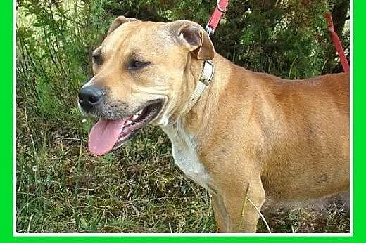 Amstaff mix,łagodna,przyjazna,spokojna suczka STEF