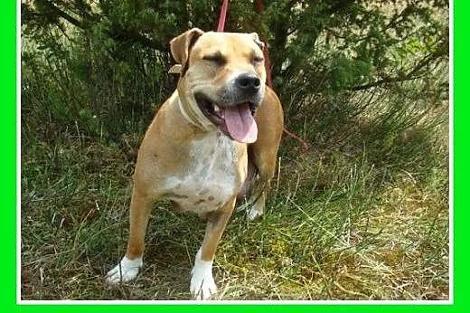 Amstaff mix,łagodna,przyjazna,spokojna suczka STEF