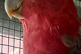 Kakadu różowe samiec z DNA łatwo sie oswaja młody , Wrocław