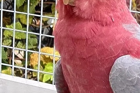 Kakadu różowe samiec z DNA łatwo sie oswaja młody 2019 r dużej budowy papuga papugi, Wrocław