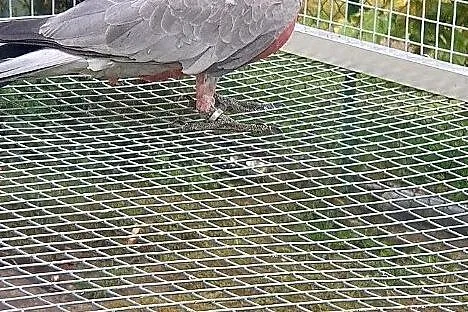 Kakadu różowe samiec z DNA łatwo sie oswaja młody , Wrocław