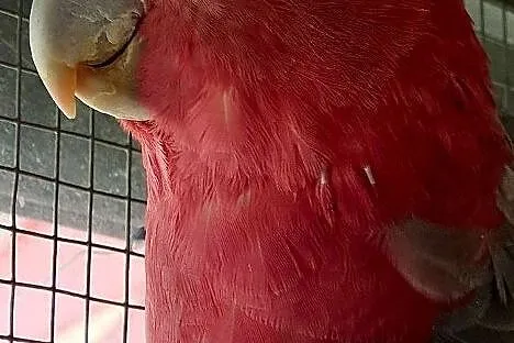 Kakadu różowe samiec z DNA łatwo sie oswaja młody 2019 r dużej budowy papuga papugi, Wrocław