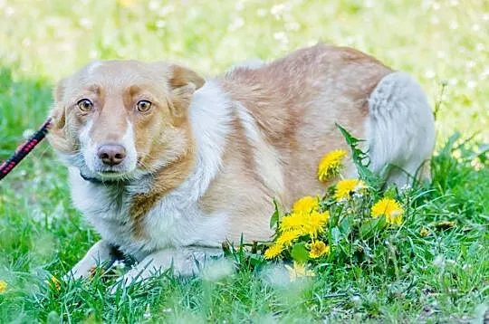 Busia, młodziutka, niewielka sunia, delikatna i nieśmiała