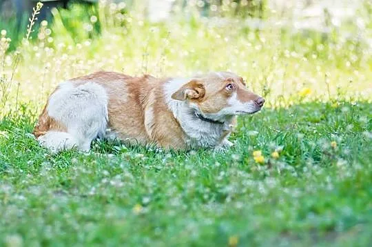 Busia, młodziutka, niewielka sunia, delikatna i ni
