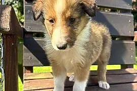 Owczarek Szkocki Collie
