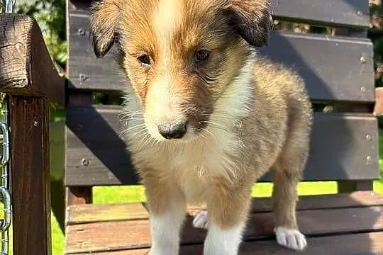 Owczarek Szkocki Collie