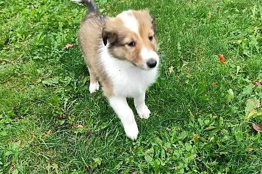 Owczarek Szkocki Collie, Małopolskie, Oświęcim