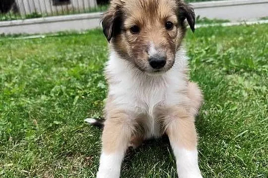 Owczarek Szkocki Collie, Małopolskie, Oświęcim
