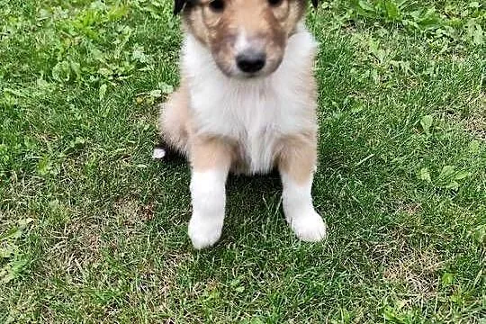Owczarek Szkocki Collie, Małopolskie, Oświęcim